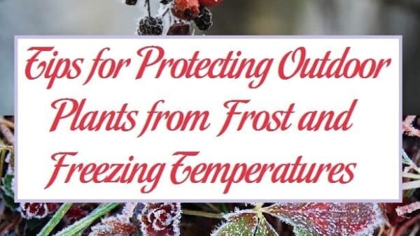Tips for Protecting Outdoor Plants from Frost and Freezing Temperatures