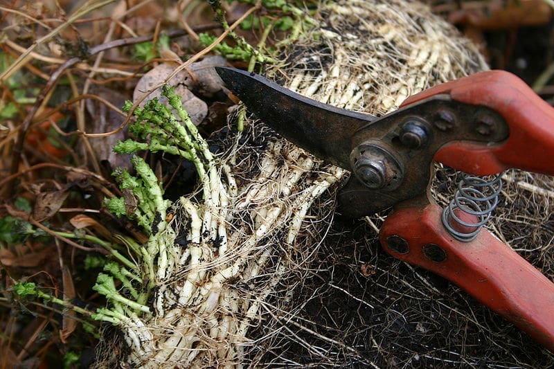9" Pruning Shears Cutter For Home Gardening P... – Vicedeal