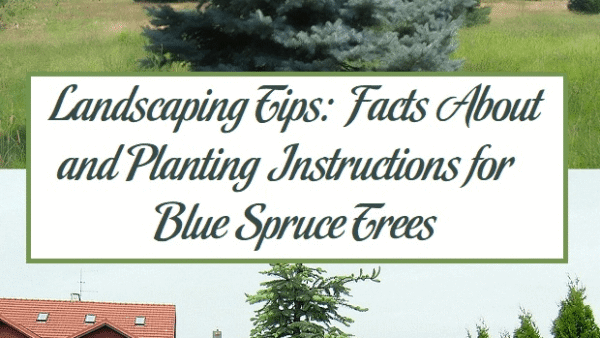 Landscaping Tips: Facts About and Planting Instructions for Blue Spruce Trees