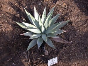 Agave Parryi