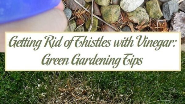 Getting Rid of Thistles with Vinegar: Green Gardening Tips