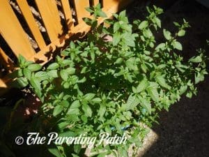 Fresh Peppermint for Peppermint Extract