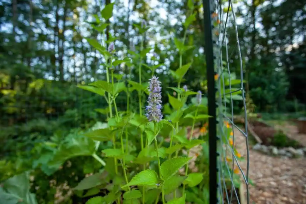 Anise Hyssop