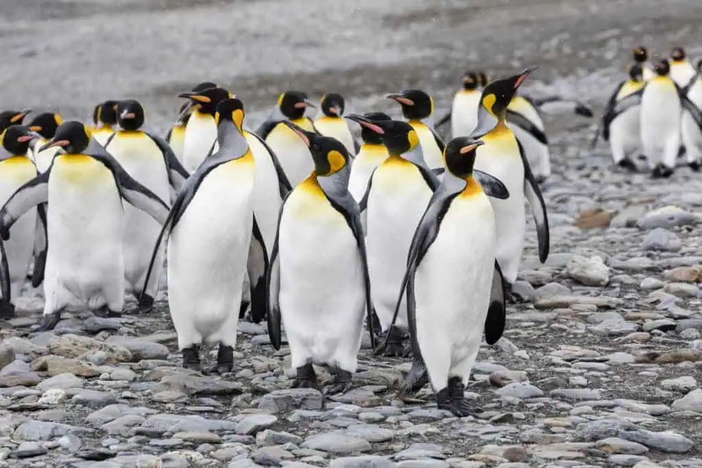 Pebbling comes from Penguin Rituals