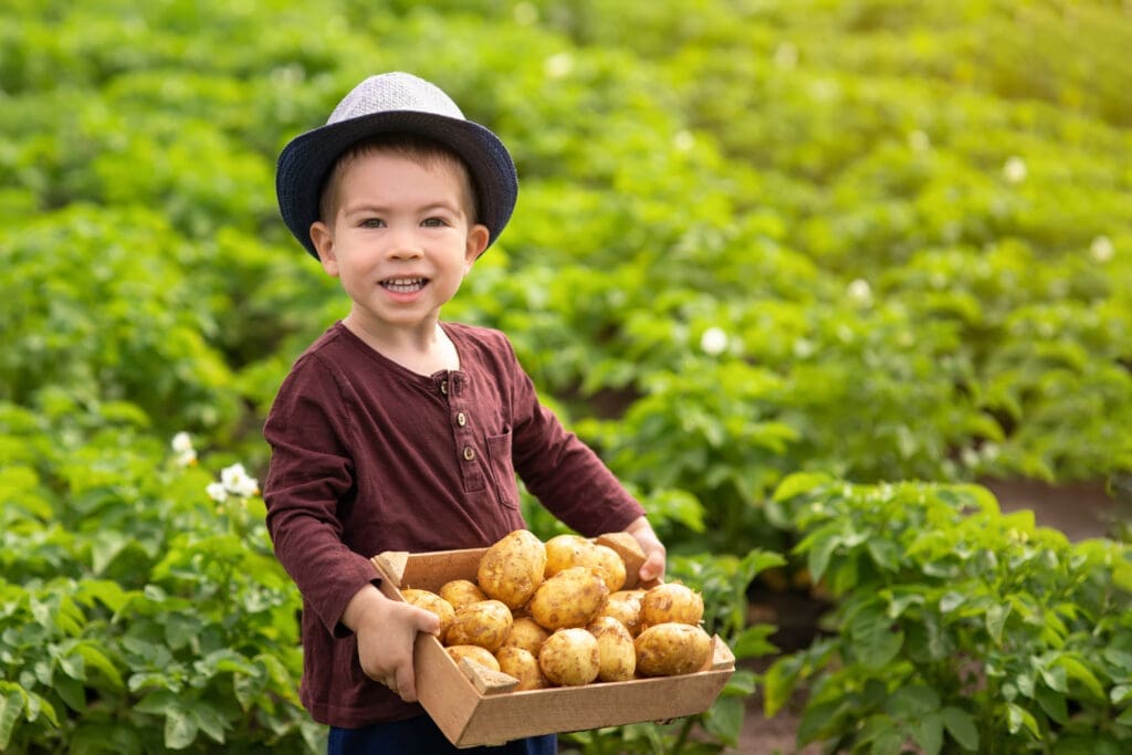 little boy with potatoes in box