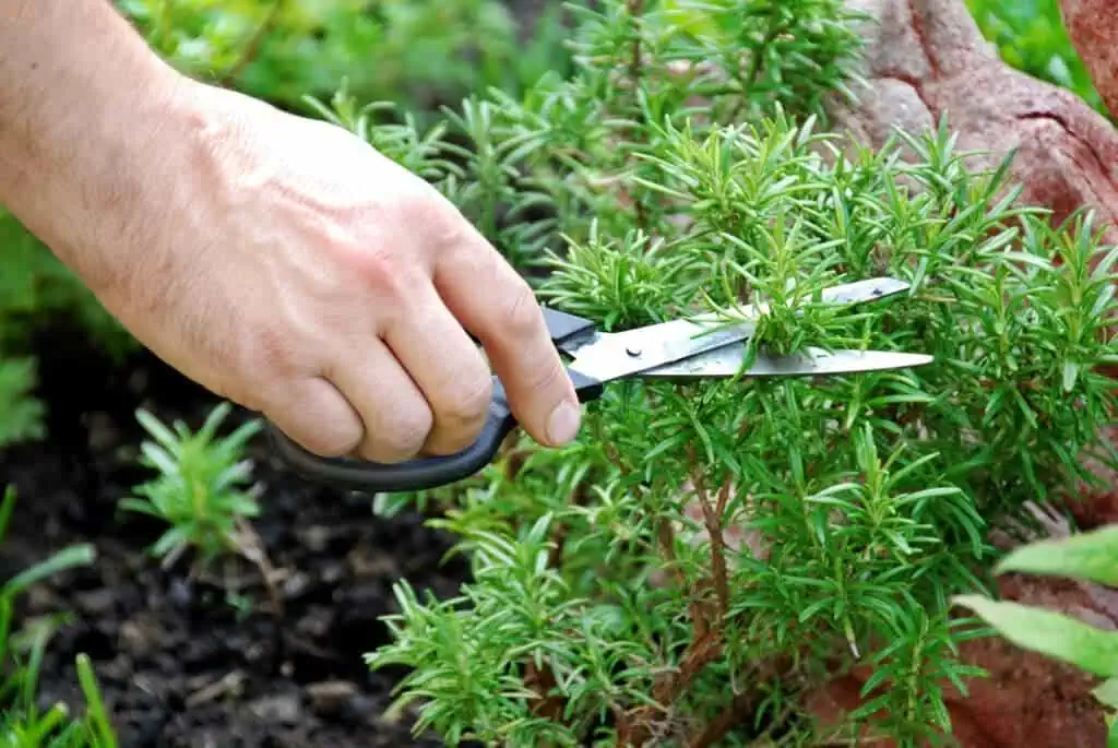 Harvesting Rosemary