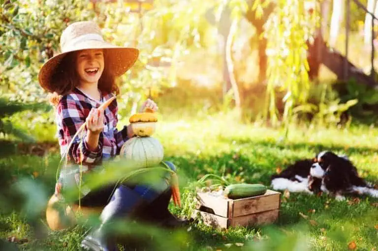 happy child girl with spaniel dog playing little farmer in autumn garden and picking vegetable harvest. Growing fresh carrots, zuccini and pumpkins