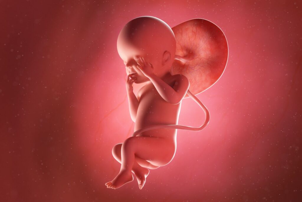 Human Fetus - Baby Development at 23 Weeks