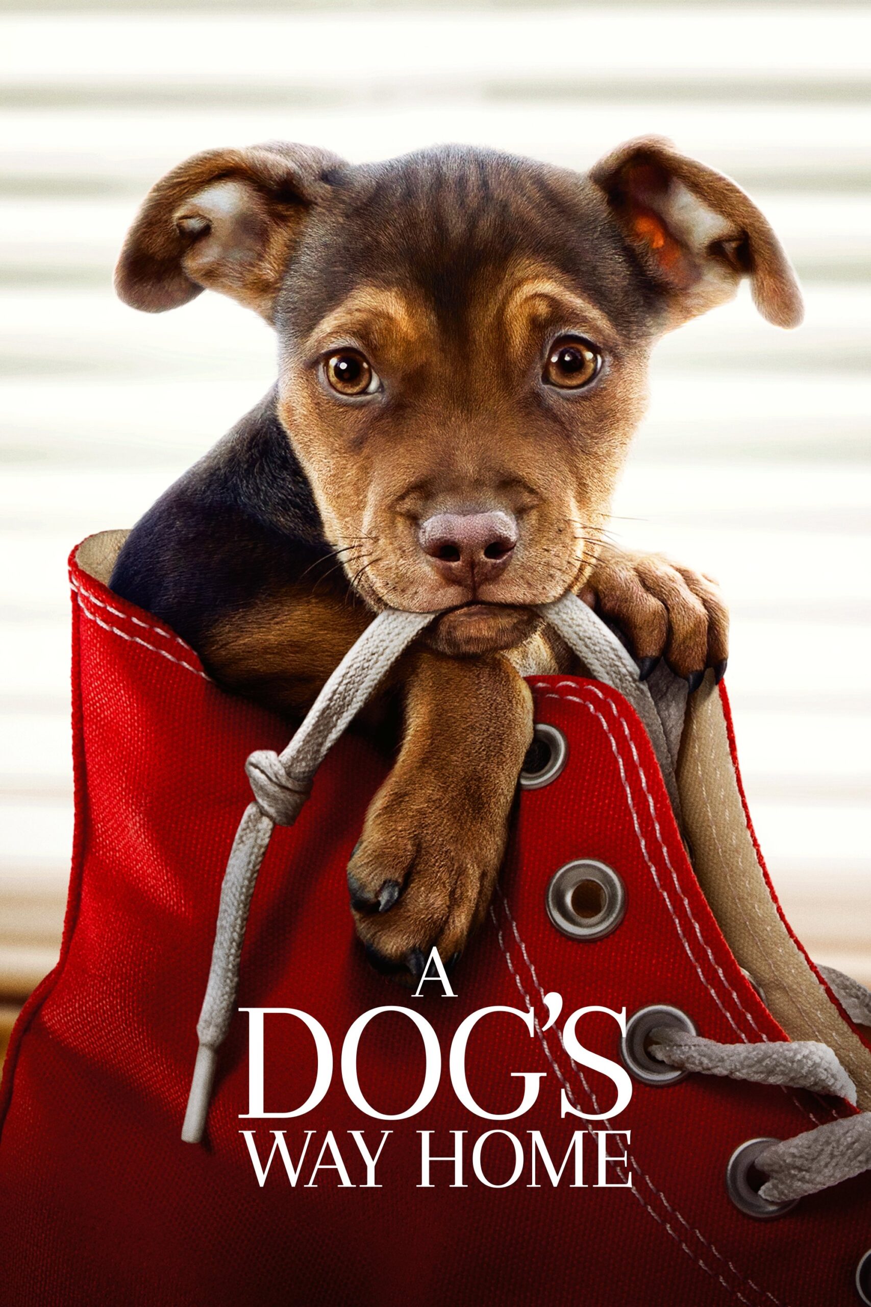 A Dog's Way Home (2019) - Vertical Movie Poster