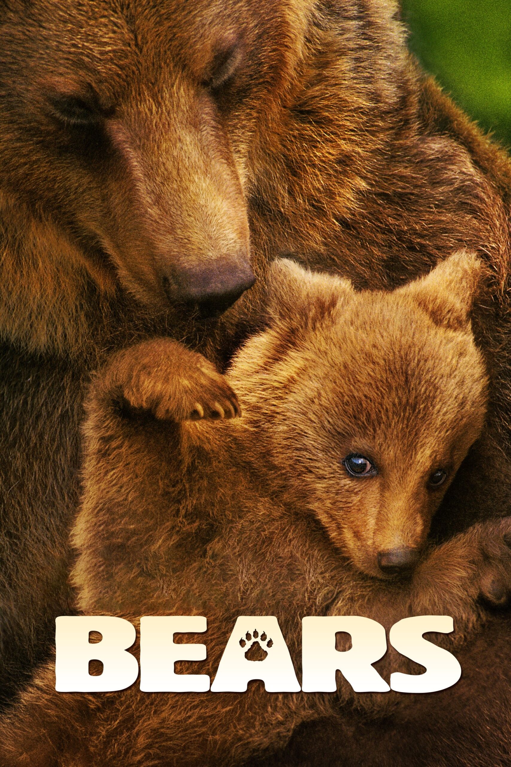 Bears (2013) - Vertical Movie Poster