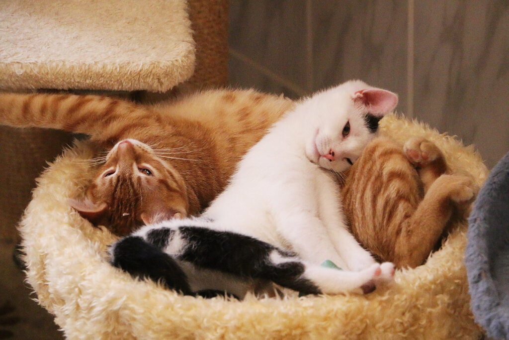 two beautiful small kitten are lying and cuddling on a scratching post