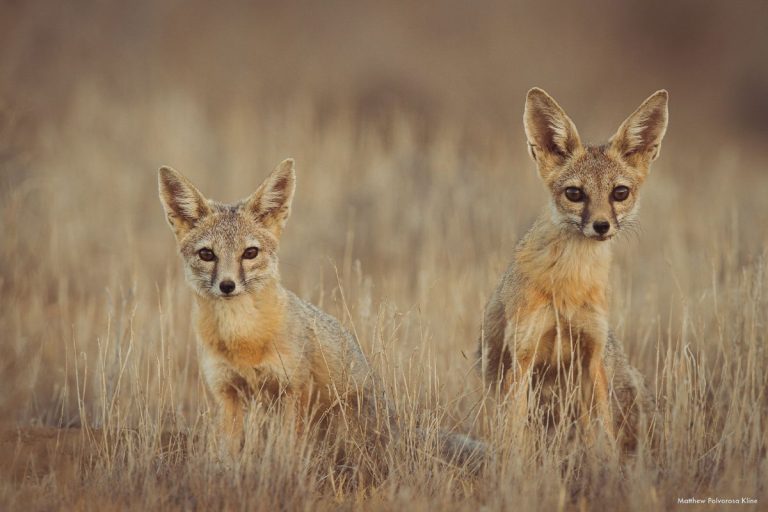 Kit Fox - Nature Parenthood