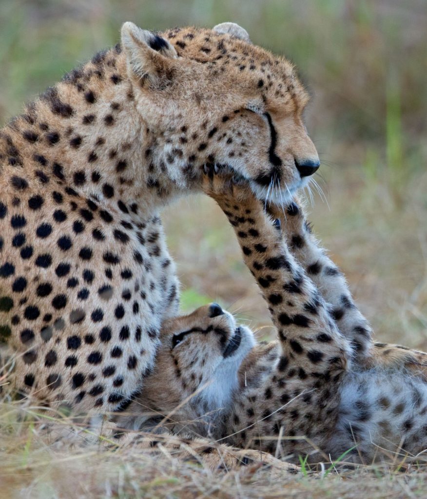 Nature Parenthood - Cheetah Parenting