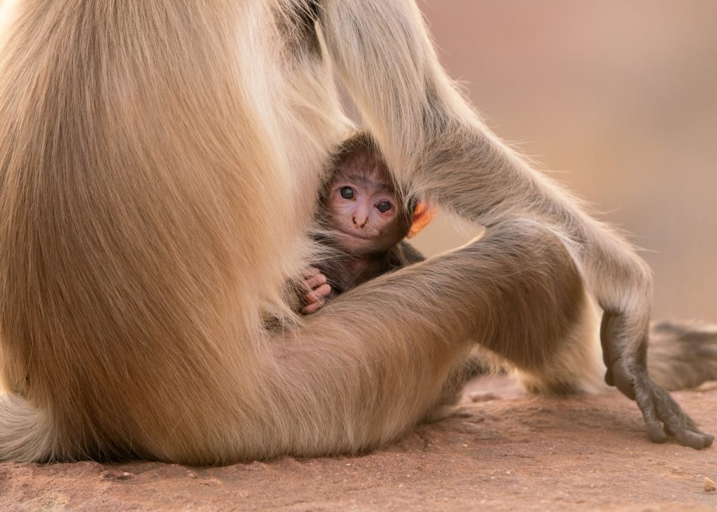 Nature Parenthood - Grasslands Episode