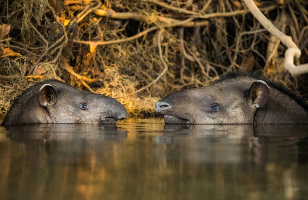 Nature Parenthood Series - Jungles Episode - Tapir Parenting