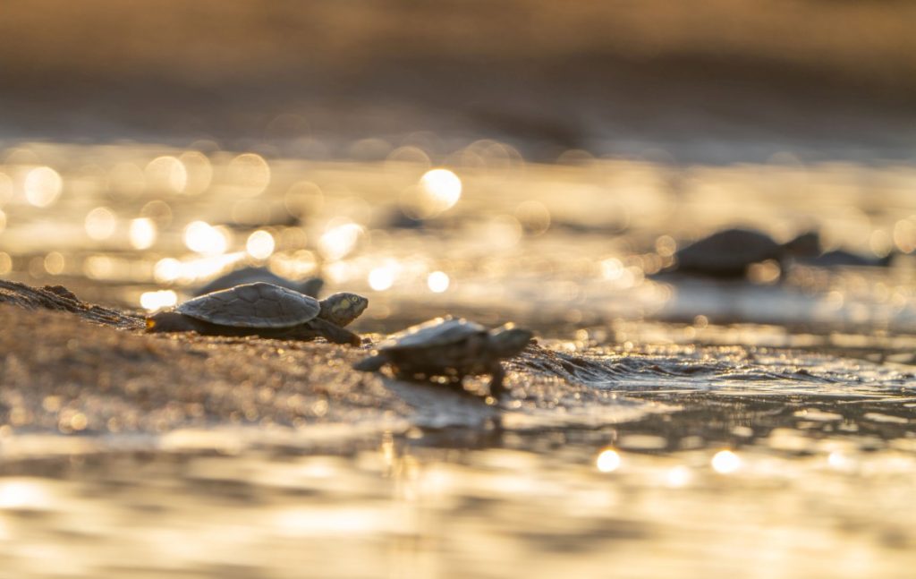 Turtles in Freshwater Episode of Nature Parenthood