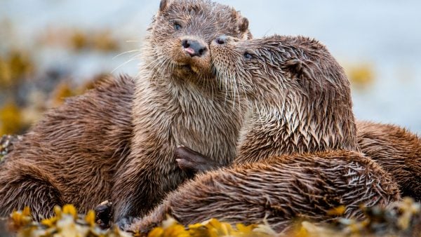 ‘Nature: Parenthood’ Captures An Otter Mom Trying To Raise Rare Triplets [Exclusive]