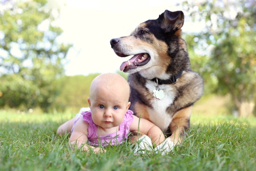 Baby Girl Laying Outside with Pet German Shepherd Dog despite pet allergies 