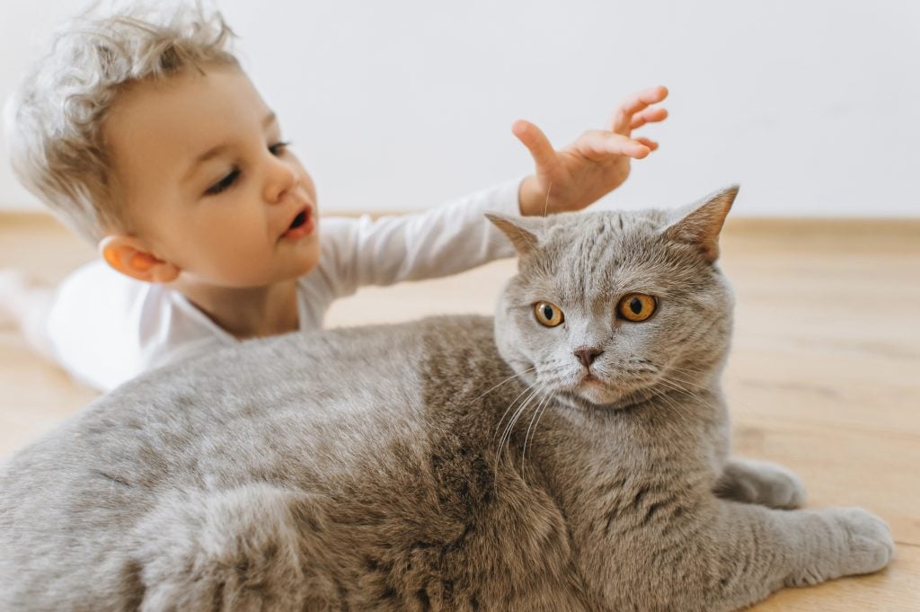 portrait of adorable toddler boy and grey british shorthair cat lying on floor together at home