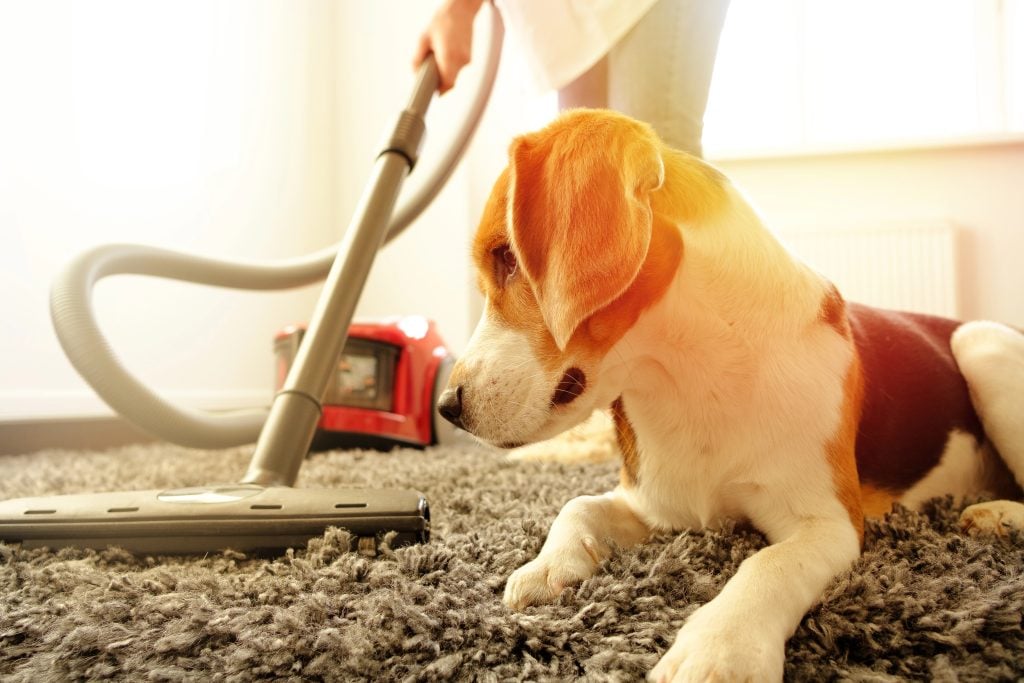The girl does the cleaning with a vacuum cleaner, next to her is a beagle do