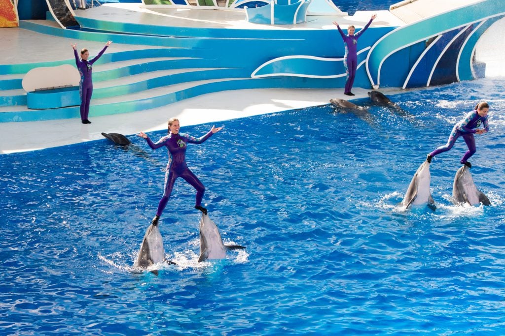 SAN DIEGO, USA - NOVEMBER, 15 2015 - The dolphin show at Sea World