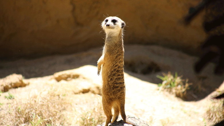 Secrets of the Zoo: Tampa – Season 1 - Episode 4 – One Way or the Otter