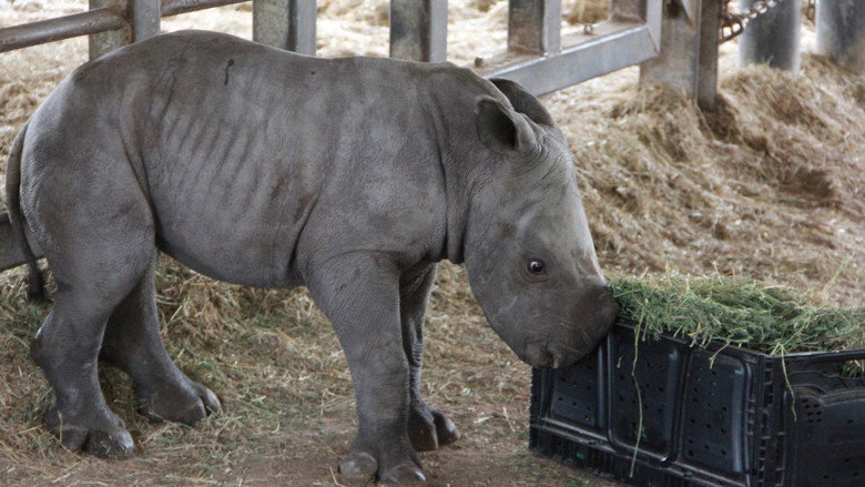 Secrets of the Zoo: Tampa – Season 2 - Episode 5 – New Rhino on the Block