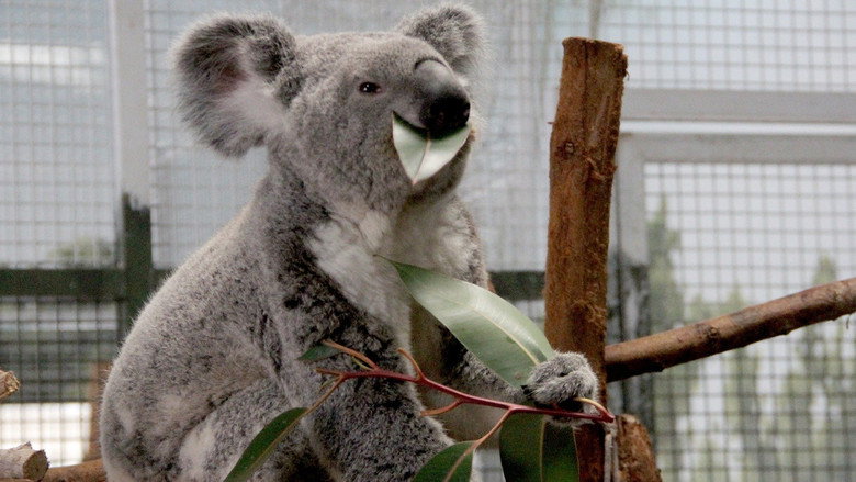 Secrets of the Zoo: Tampa – Season 3 - Episode 10 – Koala-Ty Time