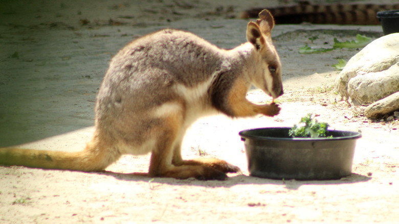 Secrets of the Zoo: Tampa – Season 3 - Episode 11 – Wallaby Welcome