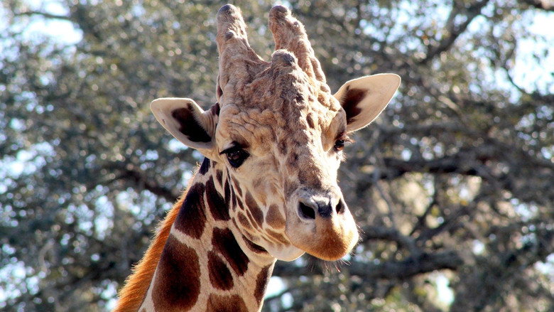 Secrets of the Zoo: Tampa – Season 3 - Episode 2 – Giraffe Swap