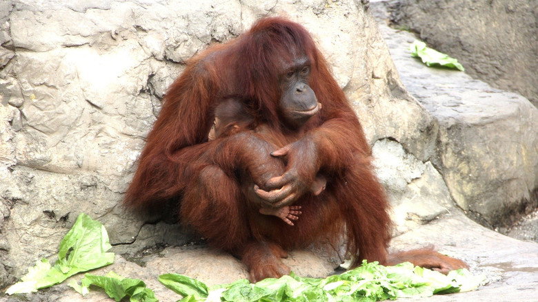 Secrets of the Zoo: Tampa – Season 3 - Episode 3 – Orangagang