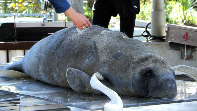 Secrets of the Zoo: Tampa – Season 3 - Episode 7 – Manatee Rescue Squad