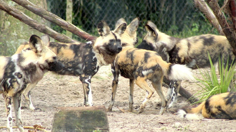 Secrets of the Zoo: Tampa – Season 3 - Episode 8 – Wild Dog Dad Bod