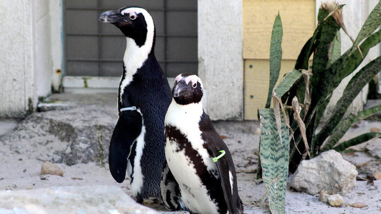 Secrets of the Zoo: Tampa – Season 3 - Episode 9 – Penguin Shuffle