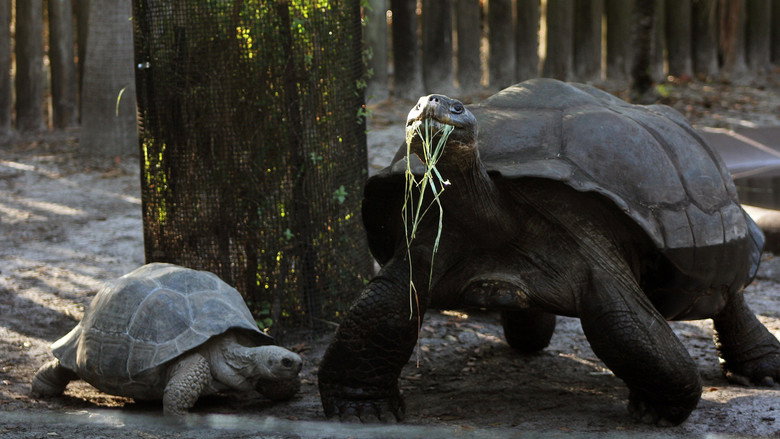 Secrets of the Zoo: Tampa – Season 4 - Episode 10 – Wolfpack Miracle