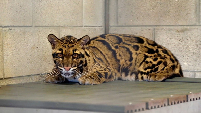 Secrets of the Zoo: Tampa – Season 4 - Episode 12 – Monkey Business