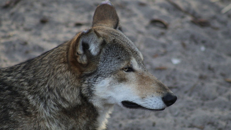 Secrets of the Zoo: Tampa – Season 4 - Episode 3 – Canine Get a Witness