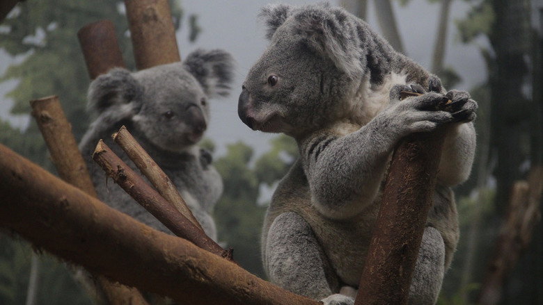 Secrets of the Zoo: Tampa – Season 4 - Episode 7 – Koala-palooza