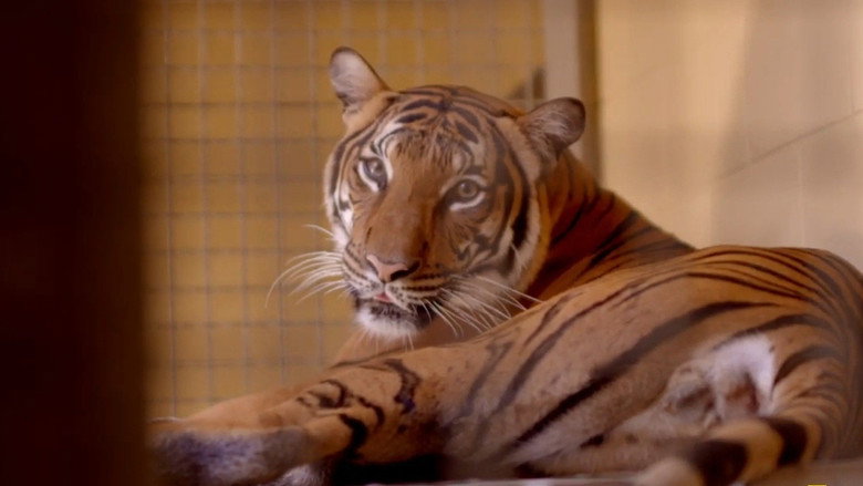 Secrets of the Zoo: Tampa – Season 4 - Episode 8 – A Tiger's Tale