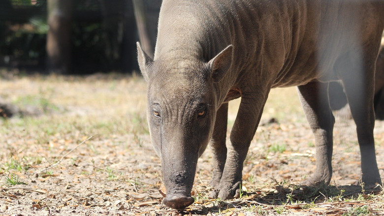 Secrets of the Zoo: Tampa – Season 4 - Episode 9 – Panther Crossing