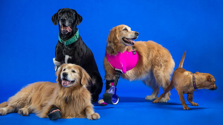 The Wizard of Paws – Season 1 - Episode 2 – Avery