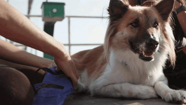 The Wizard of Paws – Season 2 - Episode 5 – Frida