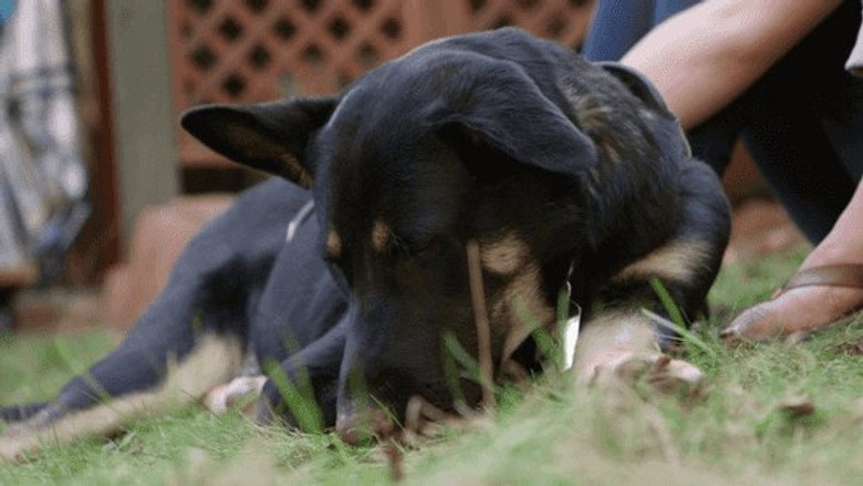 The Wizard of Paws – Season 2 - Episode 7 – Trigger