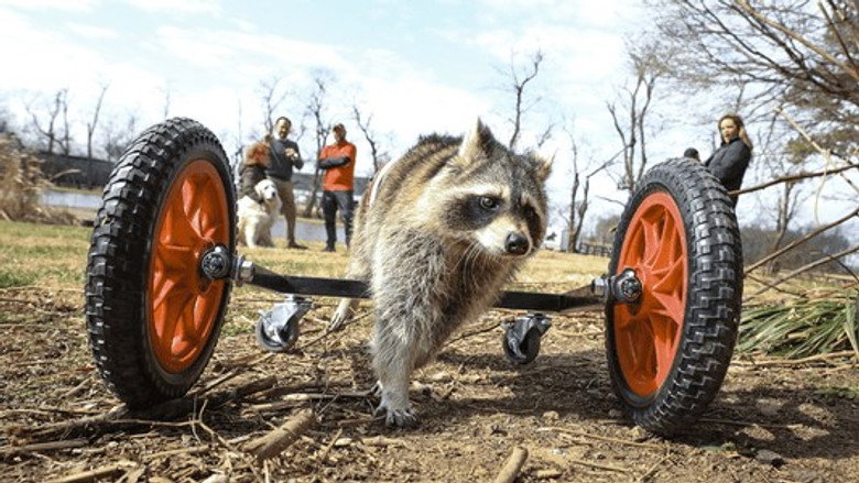 The Wizard of Paws – Season 4 - Episode 2 – Raccoon-ing and Rolling