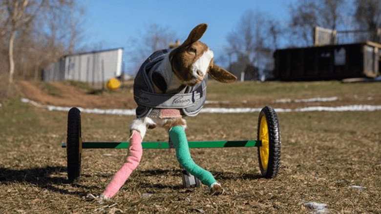 The Wizard of Paws – Season 4 - Episode 4 – Sweet Peaches