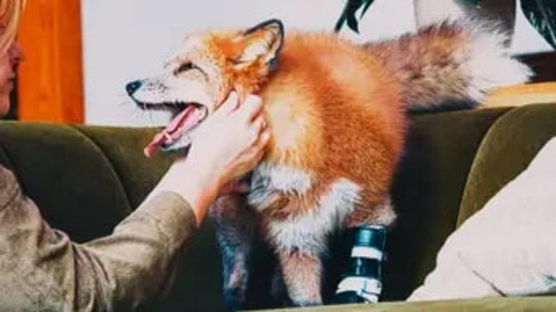 The Wizard of Paws – Season 6 - Episode 1 – The Happiest Fox
