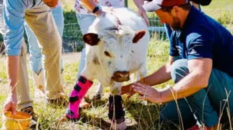 The Wizard of Paws – Season 6 - Episode 4 – Ivy the Miracle Cow