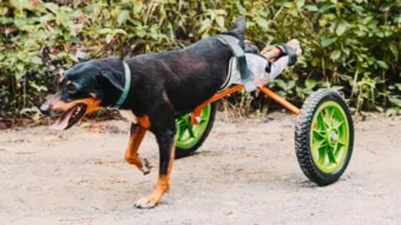 The Wizard of Paws – Season 6 - Episode 9 – Miracle in Honduras (Part 1)