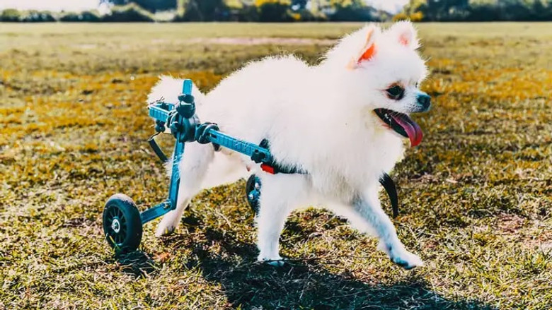 The Wizard of Paws – Season 7 - Episode 6 – Pop-Up in Sydney