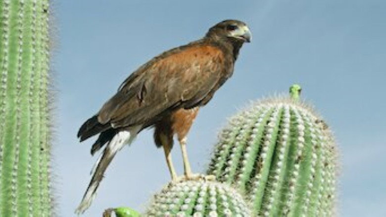 Tiny Creatures – Season 1 - Episode 1 – Arizona